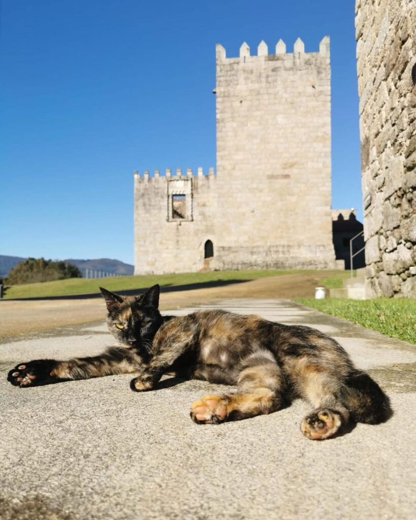 Em arcos de valdevez, os gatos são 'reis' (e tratados como tal) no paço de giela 10 Em arcos de valdevez, os gatos são 'reis' (e tratados como tal) no paço de giela