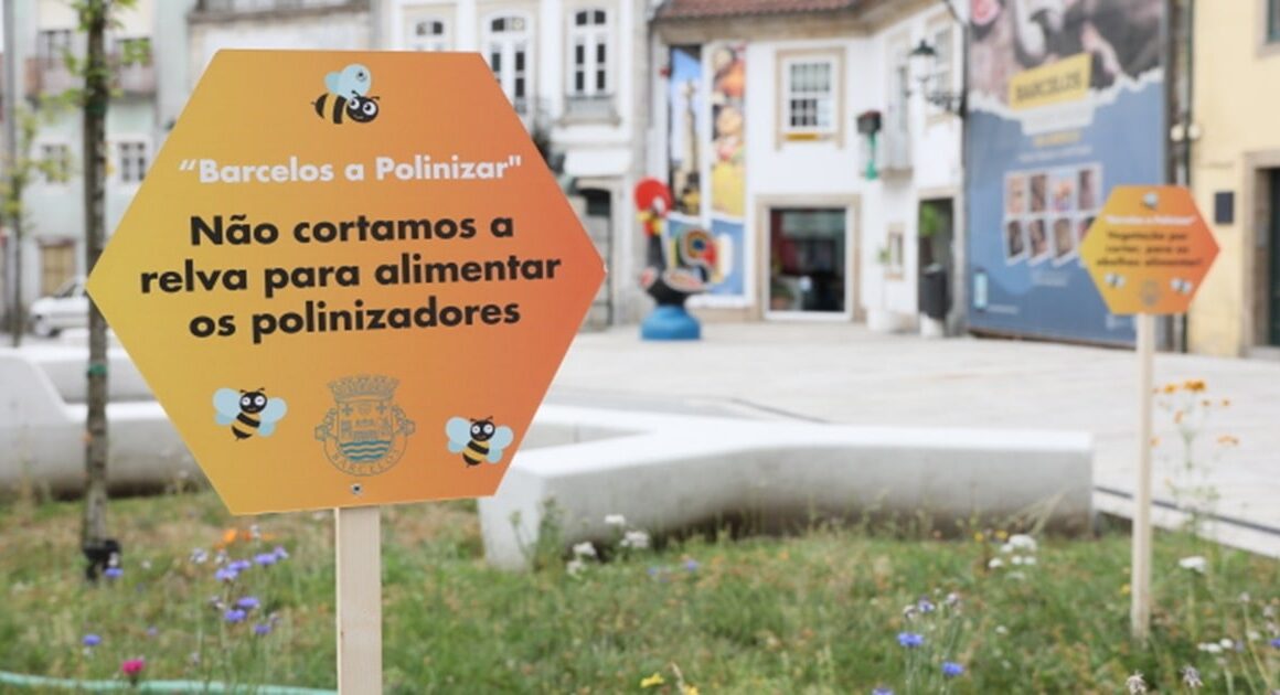 Barcelos deixa crescer vegetação dos jardins para proteger as abelhas
