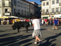 Vai à "vaca das cordas" em ponte de lima? Eis os conselhos da psp