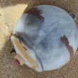 Encontrado explosivo em praia. Marinha avisa para nunca mexer