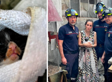 Braga: foi até preciso destruir a canalização mas este gatinho sobreviveu