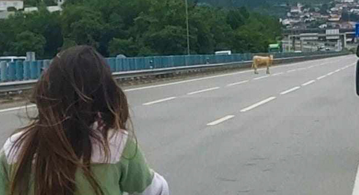Vaca à solta corta a11 entre braga e guimarães