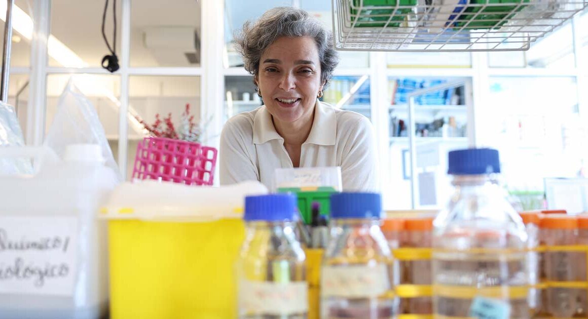 Investigadores portugueses fazem descoberta importante no combate à malária