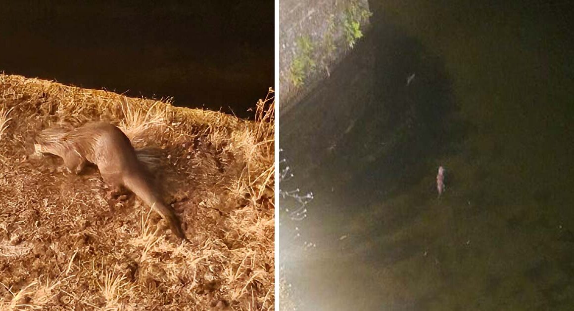 Foi dar uma caminhada e encontrou uma lontra em ponte de lima