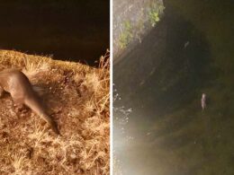 Foi dar uma caminhada e encontrou uma lontra em ponte de lima