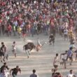 Pan pede fiscalização da "vaca das cordas" de ponte de lima: "não é tradição. É crueldade"