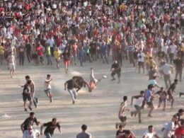 Pan pede fiscalização da "vaca das cordas" de ponte de lima: "não é tradição. É crueldade"