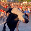 Vaca das cordas andou à solta no centro de ponte de lima
