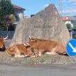 Vacas relaxam na "famosa" rotunda do soajo