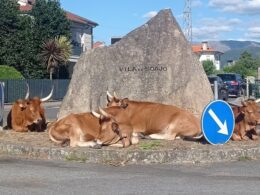 Vacas relaxam na "famosa" rotunda do soajo