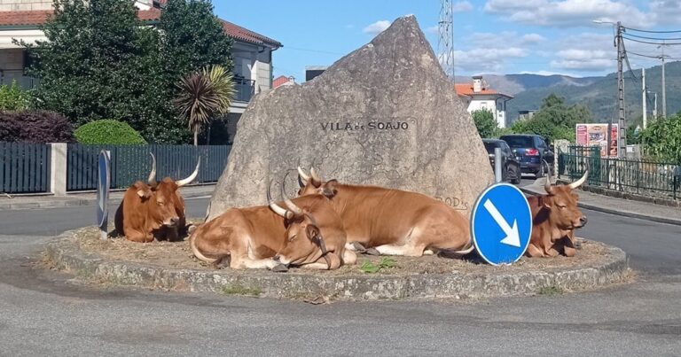 Vacas relaxam na "famosa" rotunda do soajo