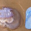 Gelatinosas continuam ausentes das praias do norte