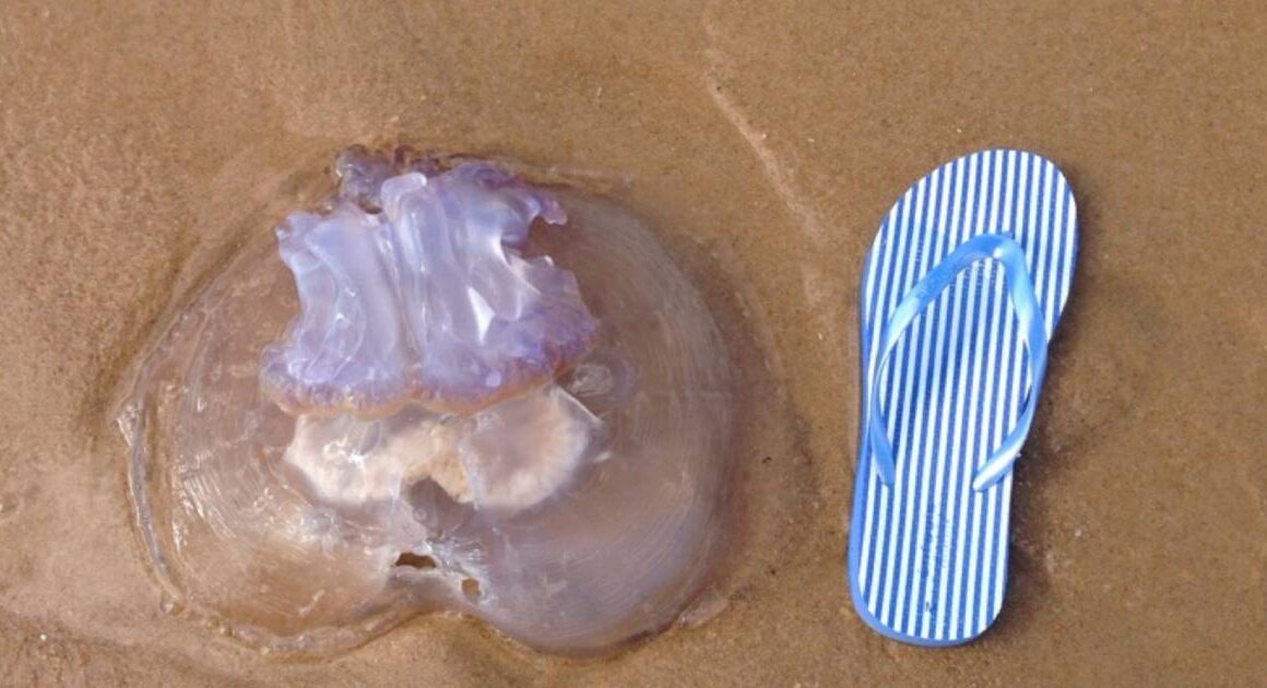Gelatinosas continuam ausentes das praias do norte