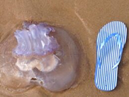 Gelatinosas continuam ausentes das praias do norte