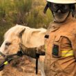 Gnr salva cavalo perdido no incêndio de ponte da barca: "todas as vidas importam"