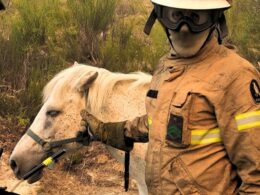 Gnr salva cavalo perdido no incêndio de ponte da barca: "todas as vidas importam"