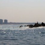 Conhece os cavalo de fão? São "figuras míticas" da costa de esposende