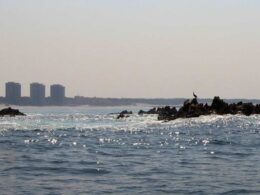 Conhece os cavalo de fão? São "figuras míticas" da costa de esposende