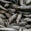 Certificação da sardinha ibérica premeia qualidade e boa gestão