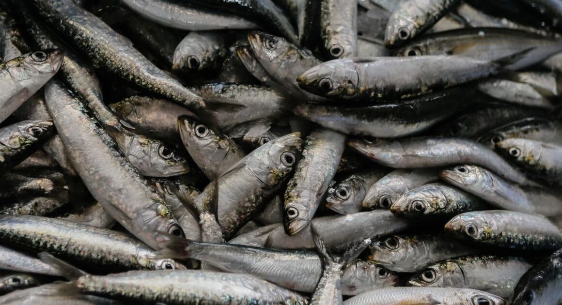 Certificação da sardinha ibérica premeia qualidade e boa gestão