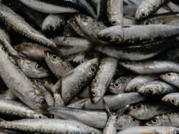 Certificação da sardinha ibérica premeia qualidade e boa gestão