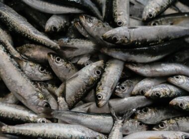 Certificação da sardinha ibérica premeia qualidade e boa gestão