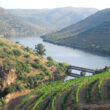 Douro reduz produção de vinho do porto para as 75 mil pipas