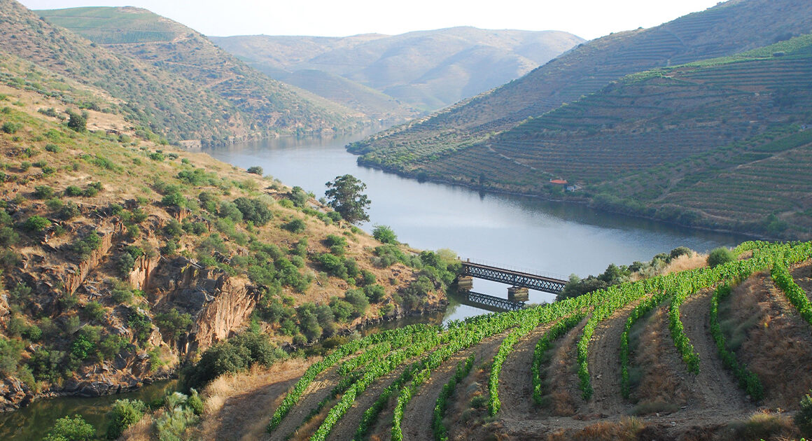 Douro reduz produção de vinho do porto para as 75 mil pipas