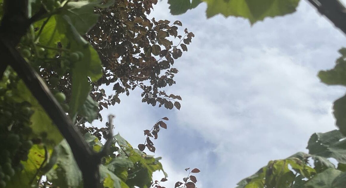 Braga: depois da chuva, bom tempo regressa durante a semana e os termómetros 'disparam'