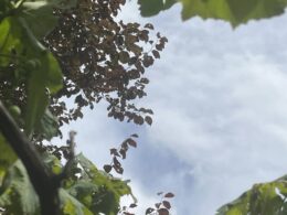 Braga: depois da chuva, bom tempo regressa durante a semana e os termómetros 'disparam'