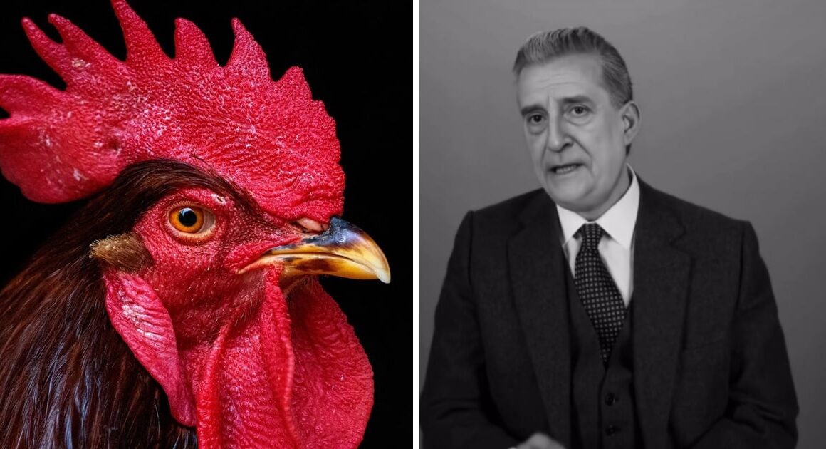 Peça de teatro que coloca galo de barcelos em confronto com salazar apresentada na califórnia