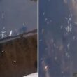 Centenas de peixes mortos no rio este em braga