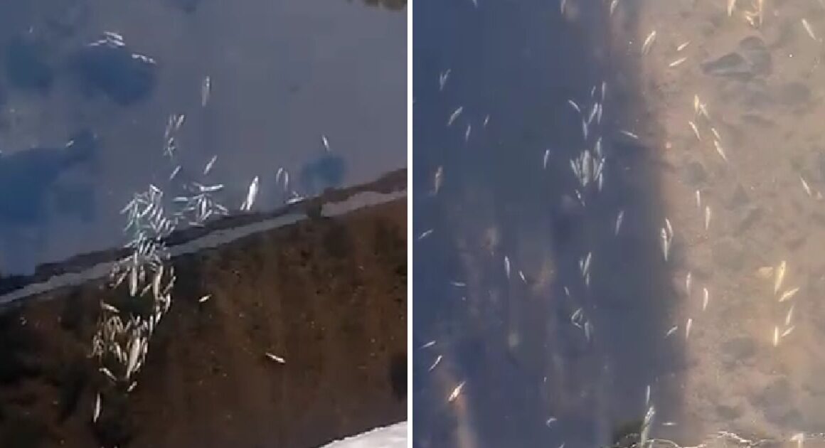 Centenas de peixes mortos no rio este em braga