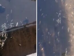 Centenas de peixes mortos no rio este em braga