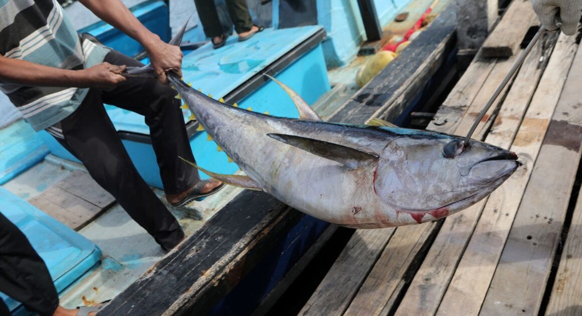 Portugal utiliza 80% da quota de atum-patudo e pesca pode ser encerrada