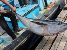 Portugal utiliza 80% da quota de atum-patudo e pesca pode ser encerrada