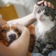 Esposende lança nova campanha de esterilização de cães e gatos