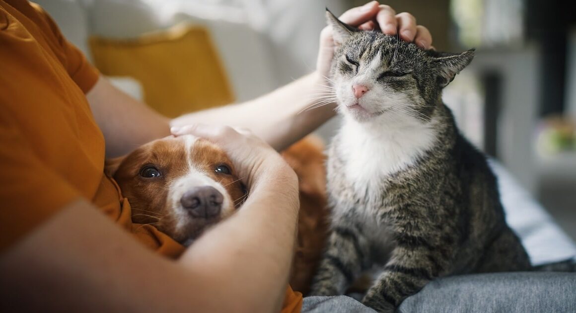 Esposende lança campanha para esterilizar cães e gatos