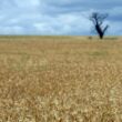 Cereais de outono/inverno 2023/24 com boa produtividade mas margens baixas