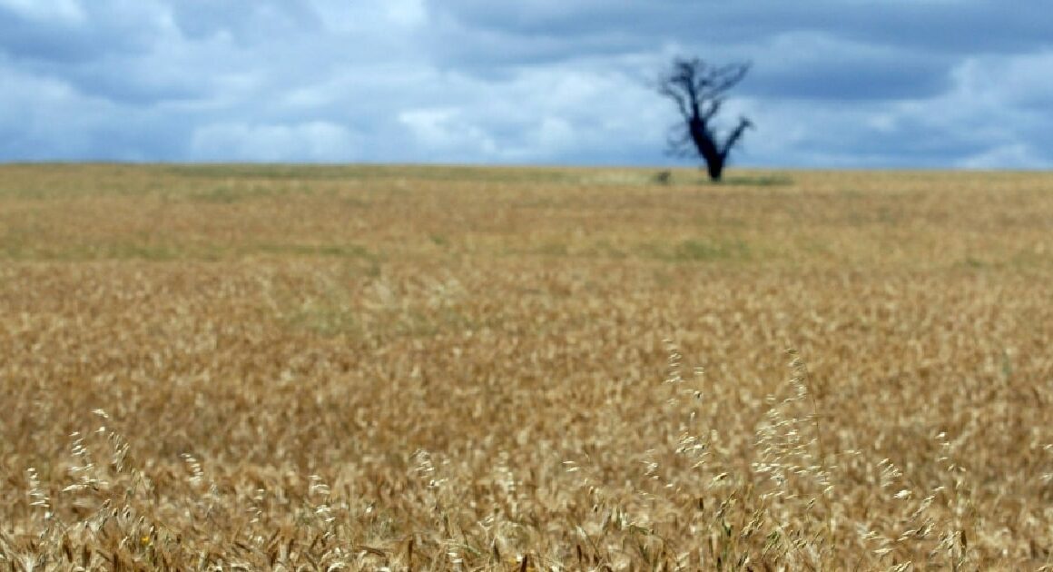 Cereais de outono/inverno 2023/24 com boa produtividade mas margens baixas