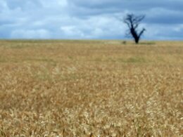 Cereais de outono/inverno 2023/24 com boa produtividade mas margens baixas
