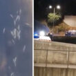 Morte de centenas de peixes no rio este provocada por fuga de cloro de piscina