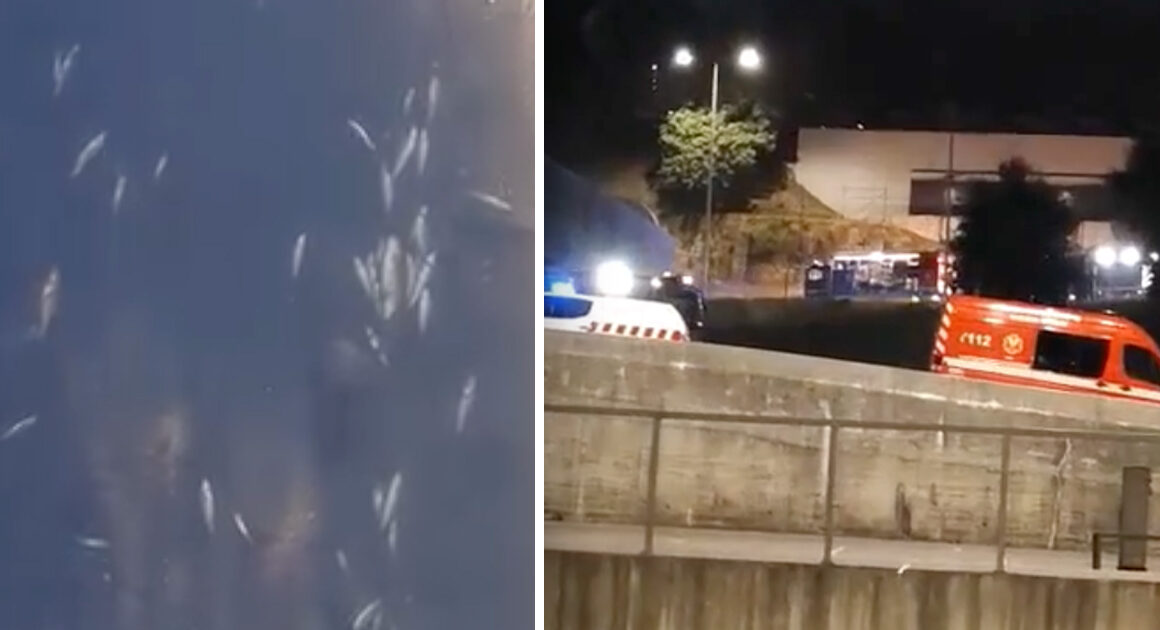 Morte de centenas de peixes no rio este provocada por fuga de cloro de piscina