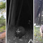 Gonçalo escondeu três câmaras e captou a vida secreta dos montes em barcelos