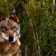 Icnf lança programa para reverter declínio do lobo-ibérico em portugal