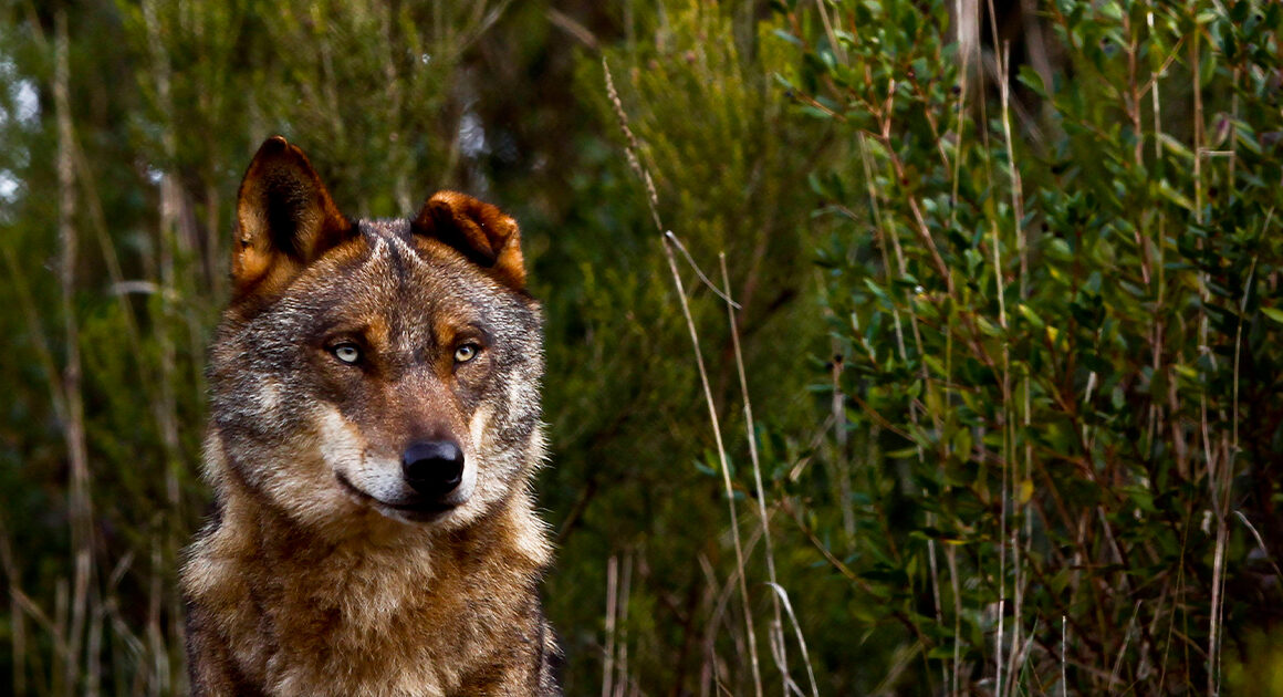 Icnf lança programa para reverter declínio do lobo-ibérico em portugal