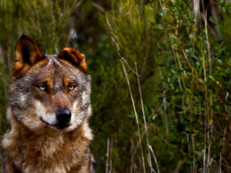 Icnf lança programa para reverter declínio do lobo-ibérico em portugal