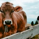 Homem apanhado a violar vaca na galiza