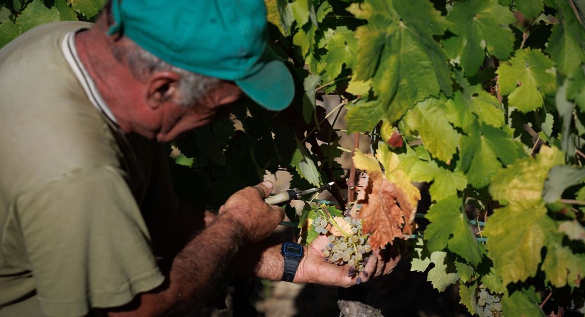 Produção de vinho deverá cair 11% na campanha 2025/2026