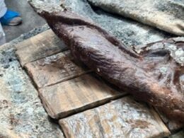 Peles de animais escondiam uma tonelada e meia de cocaína em fafe